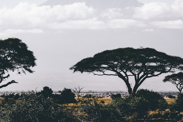 Eltűnhetnek Afrika emblematikus fái