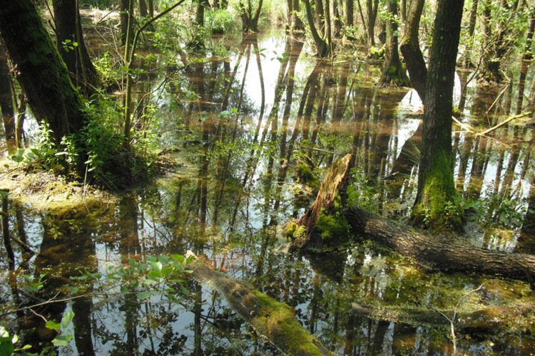 Ritka őrségi láperdőre bukkantak