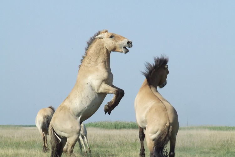 Przewalski lovak a Pusztán – nemzetközi együttműködésben folytatódik a természetvédelmi projekt