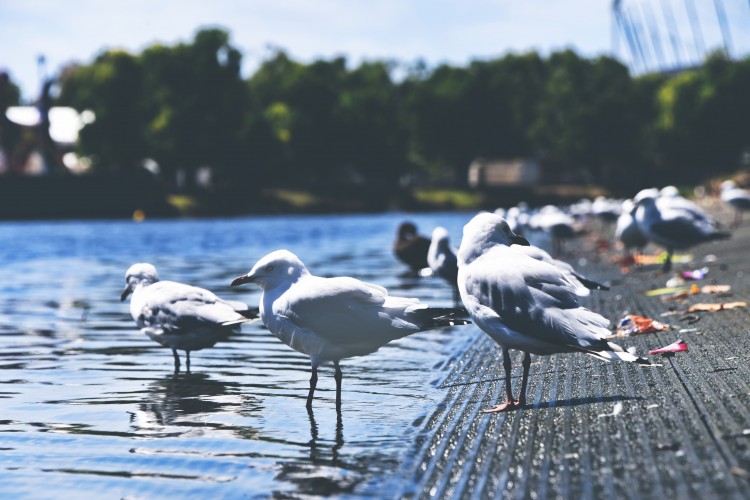 Nem tudni miért pusztulnak tömegesen a holland madarak