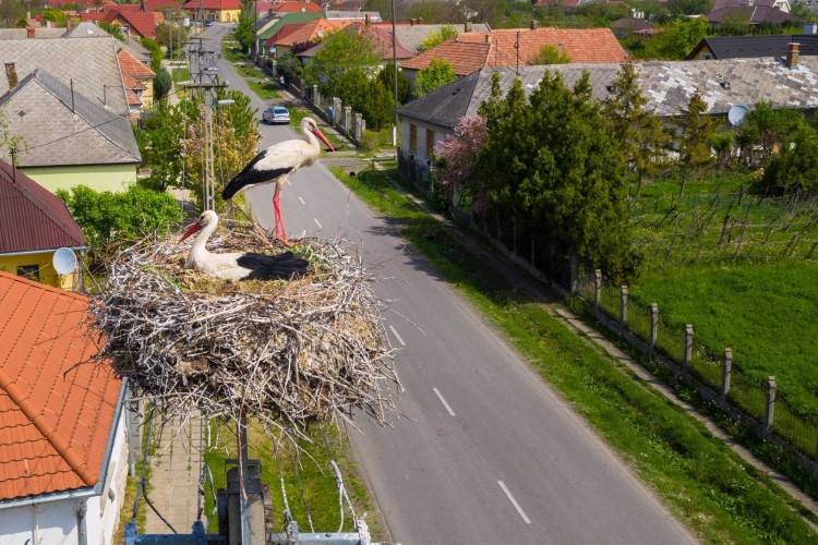 Már 4400 gólyafészek-tartót szerelt fel az áramszolgáltató