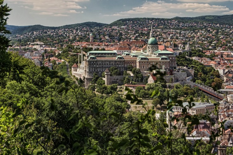 A főkertész elmeséli, milyen Budapesten fának lenni