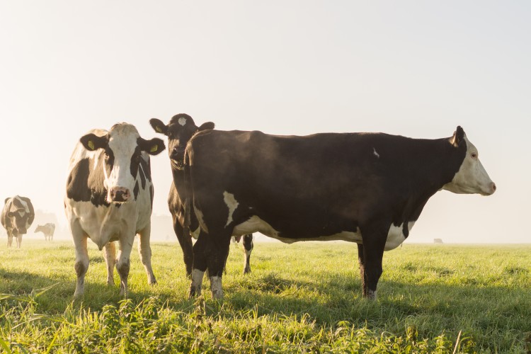 A cowboyok oldhatják meg a globális éhínség problémáját