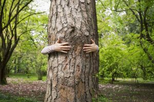 Brüsszel visszavonta az erdőirtás elleni törvényjavaslat elhalasztását
