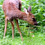 Romlik az erdők helyzete, de a magyarok elsöprő többsége megállítaná a fakitermelést a természetvédelmi területeken