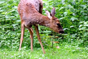 Romlik az erdők helyzete, de a magyarok elsöprő többsége megállítaná a fakitermelést a természetvédelmi területeken