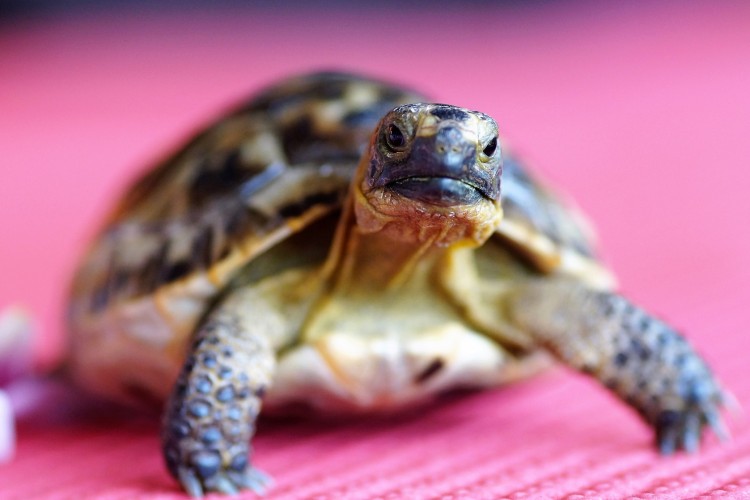 Hulladékgazdálkodás