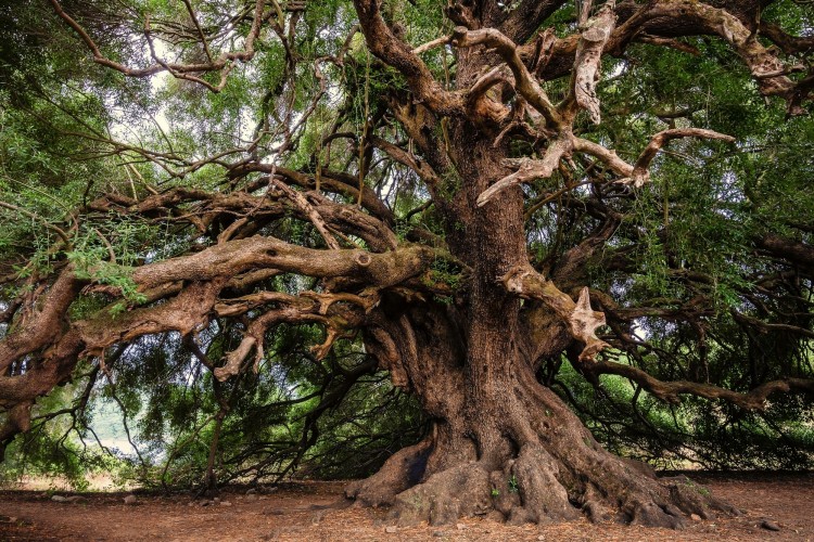 Pályázati felhívások