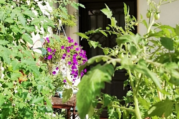 Pályázati felhívások