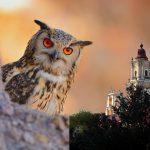 Sötét templomtornyok – nagyobb költési kedv a bagolyfajoknál