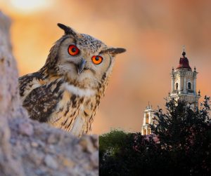Sötét templomtornyok – nagyobb költési kedv a bagolyfajoknál