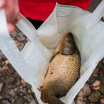 Hal a szatyorban: sokkoló karácsony előtt pontyhelyzetet lepleztek le az EU-ban