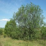 Íme, a 2026-os Év fája, amelynek ráadásul nem kell többletvíz