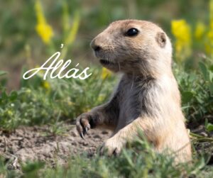 Három hét sem telt el 2026-ból, de máris kiírták az év legcukibb környezetügyi állásajánlatát