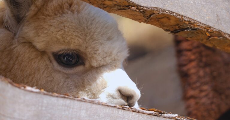 alpaka, sárpentele, illegális hulladék